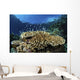Fish over Coral Reef Wall Decal