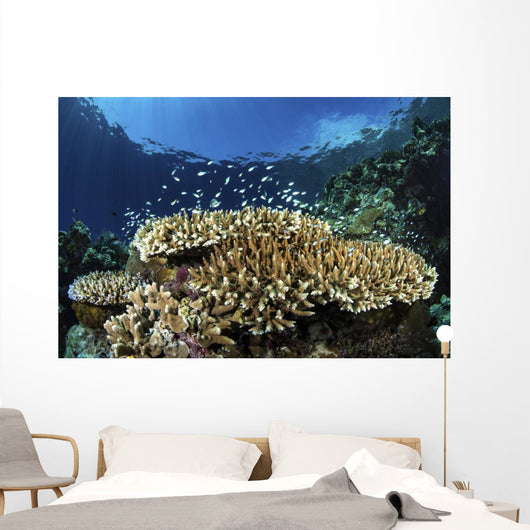 Fish over Coral Reef Wall Decal