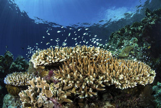 Fish over Coral Reef Wall Decal