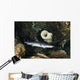 Whitetip Reef Shark Hunting Wall Decal