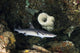 Whitetip Reef Shark Hunting Wall Decal