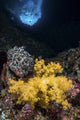 Soft Coral Crevice North Wall Decal