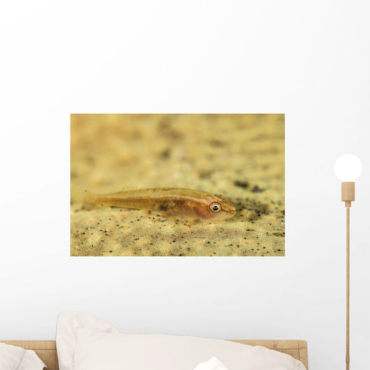 Flathead Goby Is Camouflaged Wall Decal