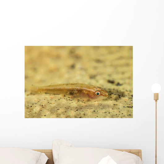 Flathead Goby Is Camouflaged Wall Decal