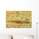 Flathead Goby Is Camouflaged Wall Decal