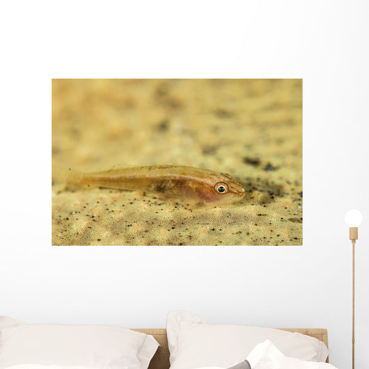Flathead Goby Is Camouflaged Wall Decal