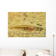 Flathead Goby Is Camouflaged Wall Decal