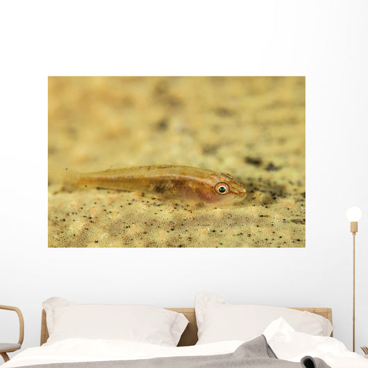 Flathead Goby Is Camouflaged Wall Decal