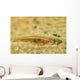 Flathead Goby Is Camouflaged Wall Decal