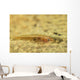Flathead Goby Is Camouflaged Wall Decal