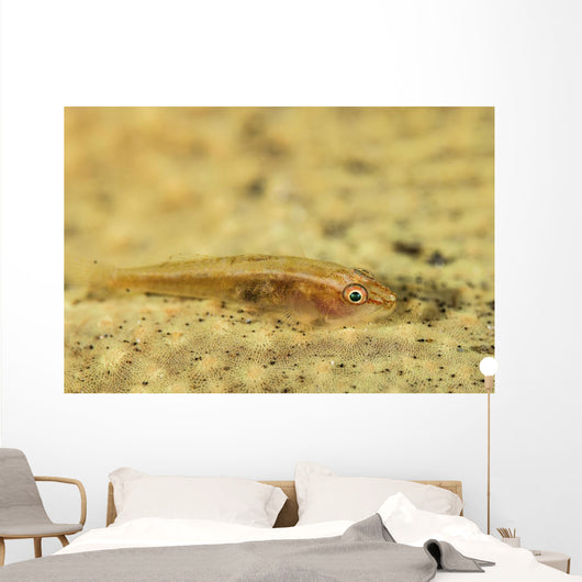Flathead Goby Is Camouflaged Wall Decal