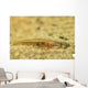 Flathead Goby Is Camouflaged Wall Decal