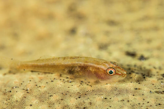 Flathead Goby Is Camouflaged Wall Decal