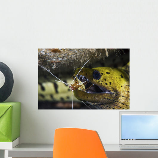 Yellow Spotted Eel Getting Wall Decal