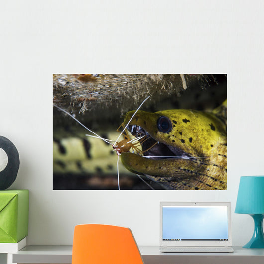 Yellow Spotted Eel Getting Wall Decal