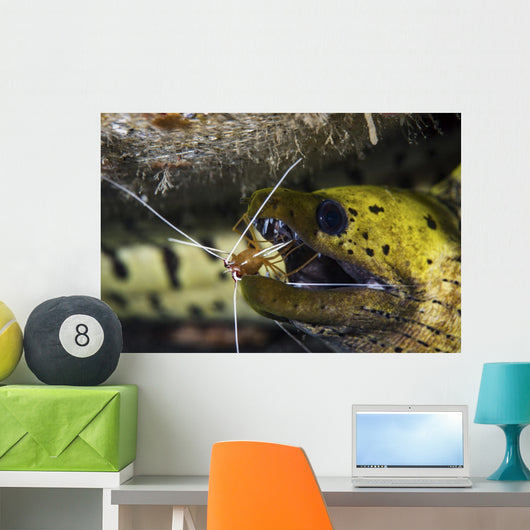 Yellow Spotted Eel Getting Wall Decal