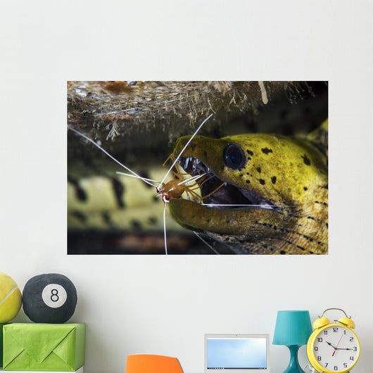 Yellow Spotted Eel Getting Wall Decal