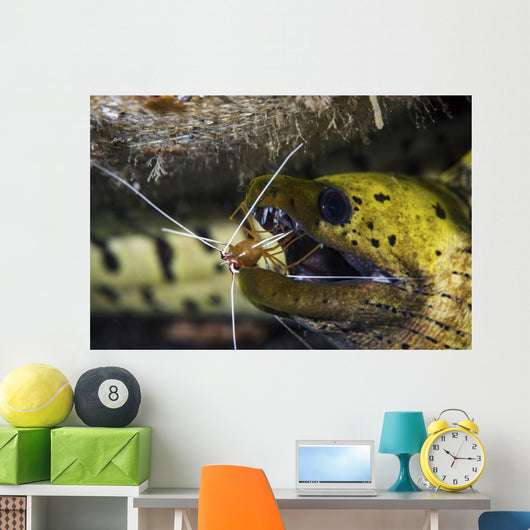 Yellow Spotted Eel Getting Wall Decal