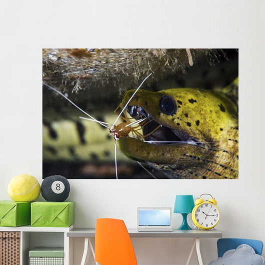 Yellow Spotted Eel Getting Wall Decal