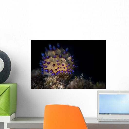 Janolus Nudibranch Lembeh Strait Wall Decal
