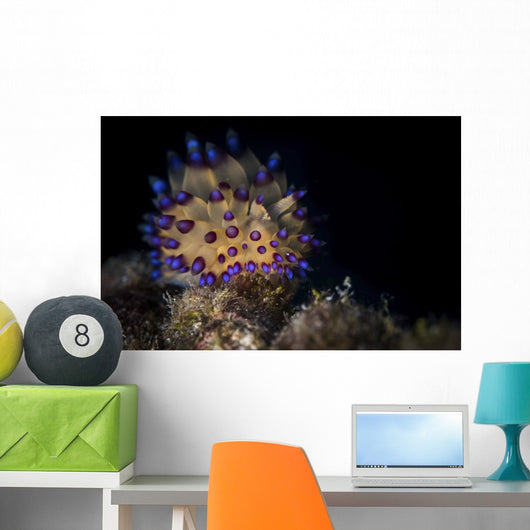 Janolus Nudibranch Lembeh Strait Wall Decal