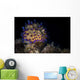 Janolus Nudibranch Lembeh Strait Wall Decal