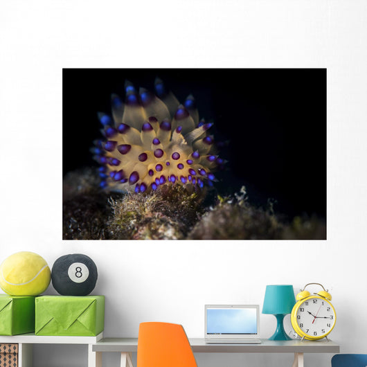 Janolus Nudibranch Lembeh Strait Wall Decal