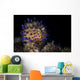 Janolus Nudibranch Lembeh Strait Wall Decal