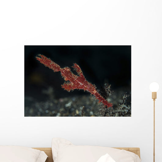 Robust Ghost Pipefish Lembeh Wall Decal