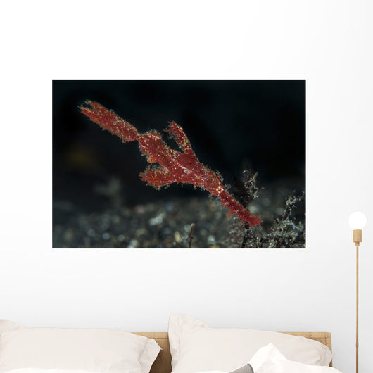 Robust Ghost Pipefish Lembeh Wall Decal