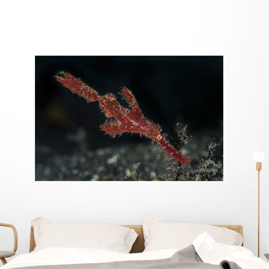 Robust Ghost Pipefish Lembeh Wall Decal