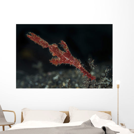 Robust Ghost Pipefish Lembeh Wall Decal