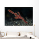Robust Ghost Pipefish Lembeh Wall Decal