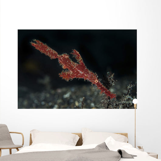 Robust Ghost Pipefish Lembeh Wall Decal
