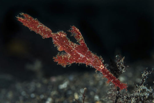 Robust Ghost Pipefish Lembeh Wall Decal