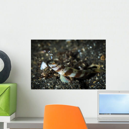 Shrimp Goby and Glass Wall Decal