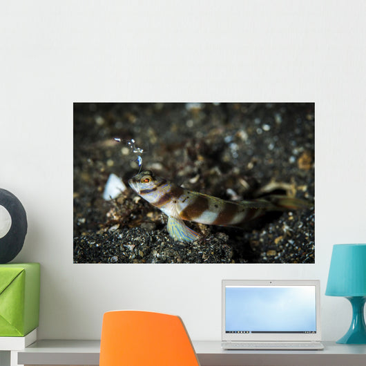 Shrimp Goby and Glass Wall Decal