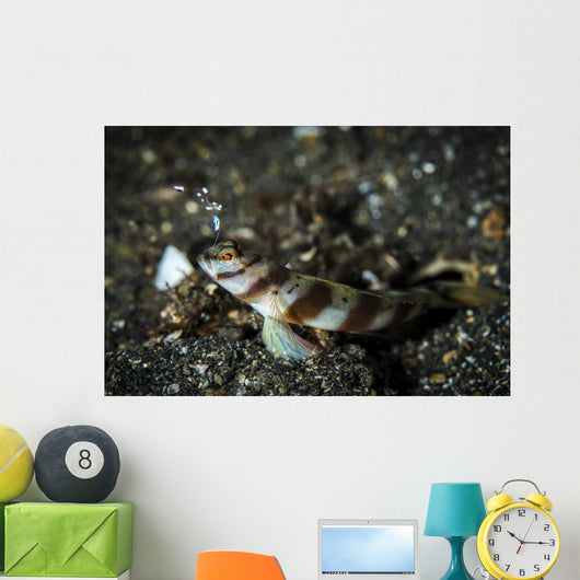 Shrimp Goby and Glass Wall Decal