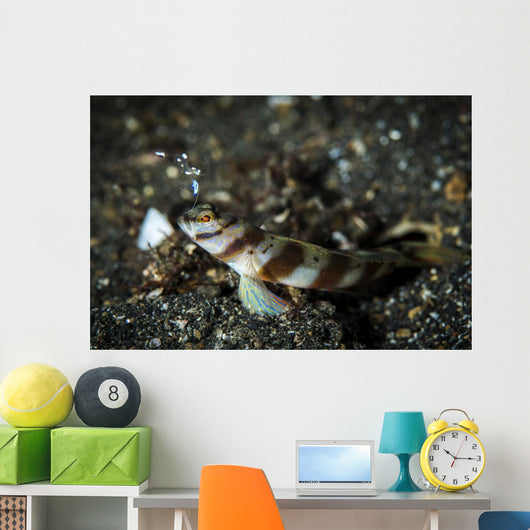 Shrimp Goby and Glass Wall Decal