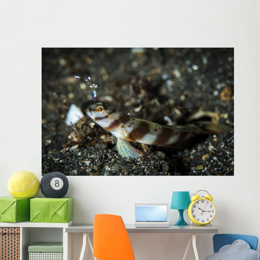 Shrimp Goby and Glass Wall Decal