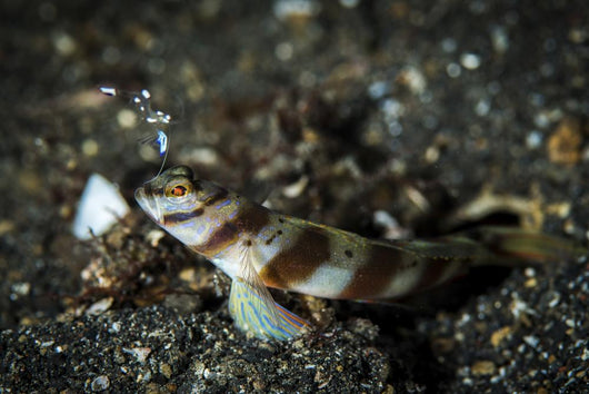 Shrimp Goby and Glass Wall Decal