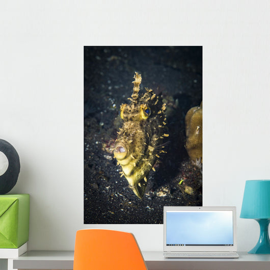 Strapweed Filefish Portrait Lembeh Wall Decal