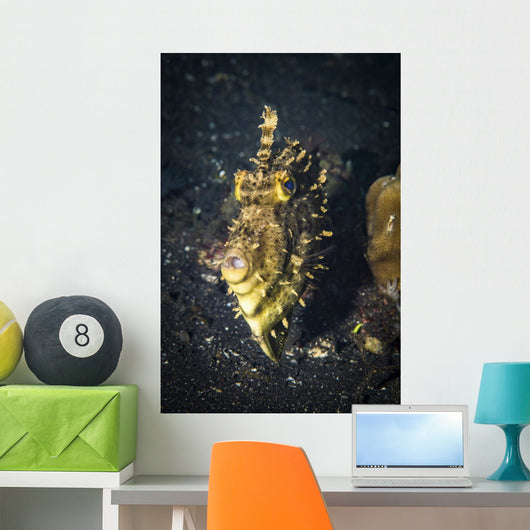Strapweed Filefish Portrait Lembeh Wall Decal