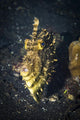 Strapweed Filefish Portrait Lembeh Wall Decal