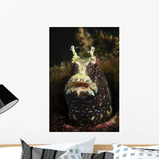 Starry Blenny Peeks out Wall Decal
