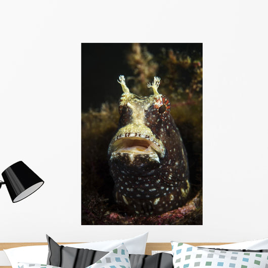 Starry Blenny Peeks out Wall Decal