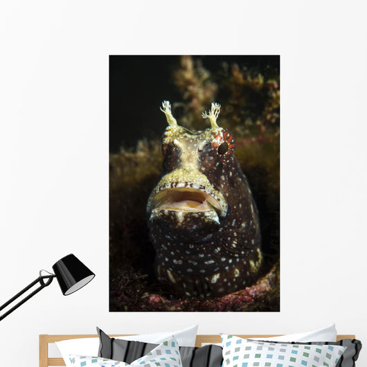 Starry Blenny Peeks out Wall Decal