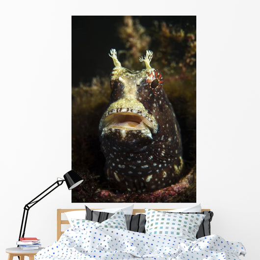 Starry Blenny Peeks out Wall Decal