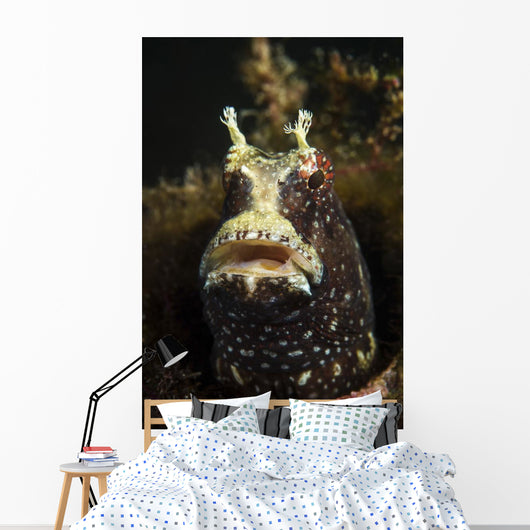Starry Blenny Peeks out Wall Decal