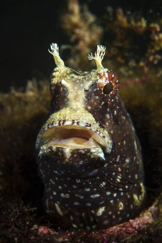 Starry Blenny Peeks out Wall Decal